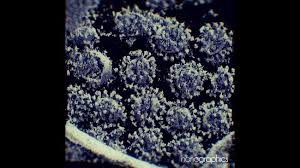 Penjelasan dan Fakta Virus Corona B117 Ditemukan di RI